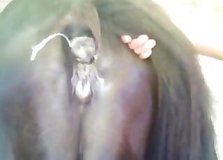 Horse sex zoo