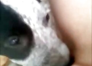 The pussy of this woman is tasted by a horny doggo