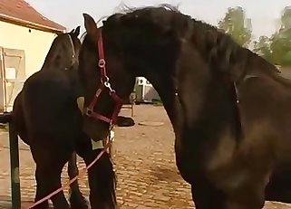 Extreme action with a naughty mature zoophile