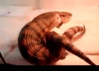 Sexy bestiality fight action