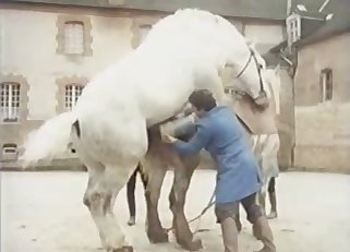 Pair of horny horses are having a healthy sex life