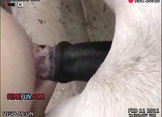Brunette enjoying bestiality blowjobs