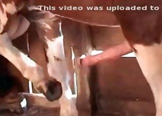 Sweet amateur stallion bestiality in barn