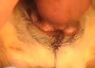 Close-up bestiality, you will love it