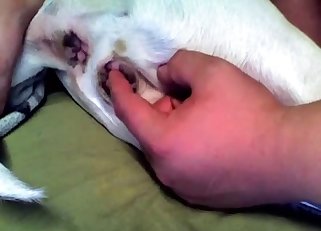 Playing with tight asshole of a doggy