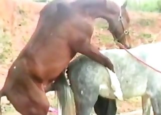 Horse in a sizzling hot threesome