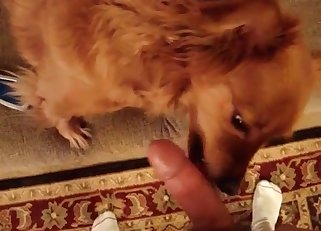 Dude is gonna face-fuck his own dog